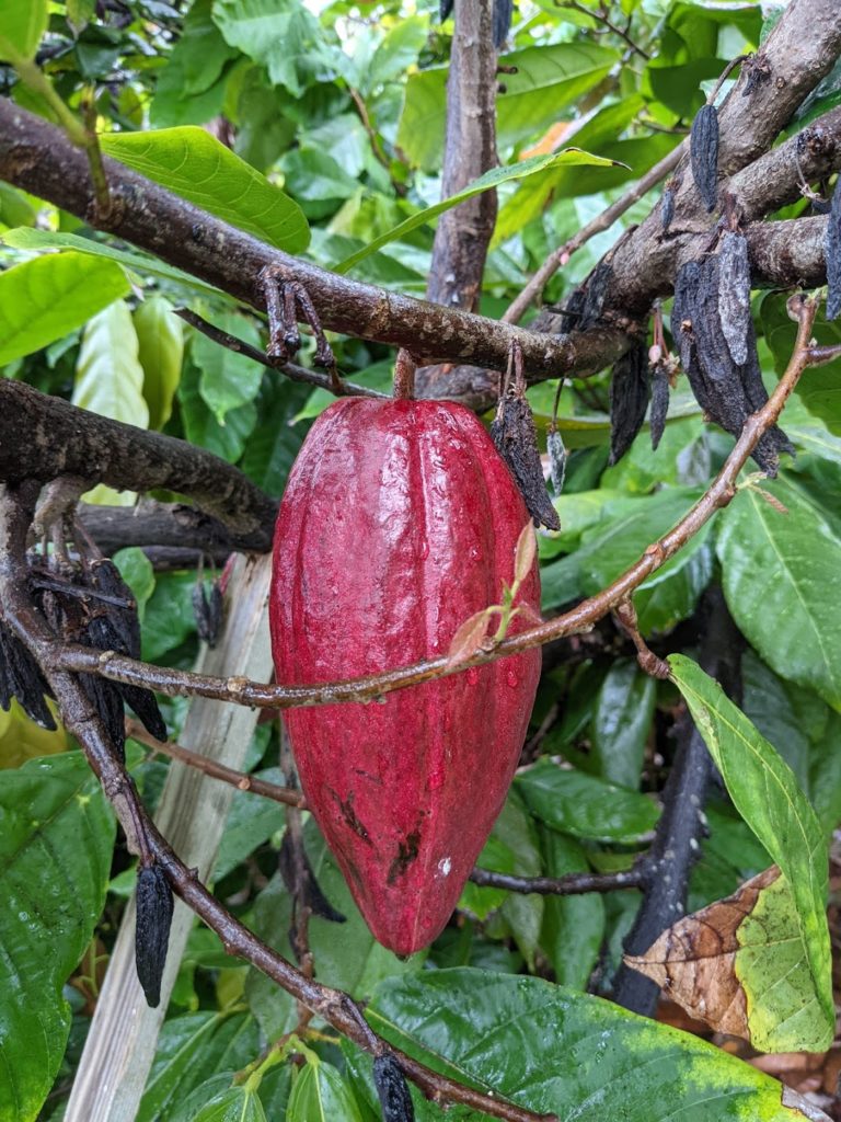 Cacao pod at Original Hawaiian Chocolate Farm
Vegan Big Island eats 2021
